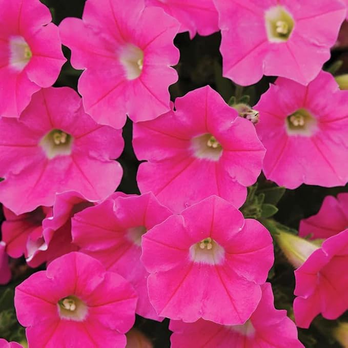 350+Annual Petunia Flower Seeds for Planting Outdoor-Perennial Petunia Plant Garden Home Non-GMO Heirloom