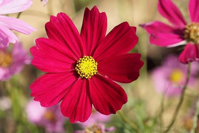 Dwarf Red Cosmos Flower Seeds for Planting, 100+ Heirloom Seeds Per Packet, (Isla's Garden Seeds), Non GMO Seeds, Scientific Name: Cosmos Bipinnatus, Great Home Flower Garden Gift