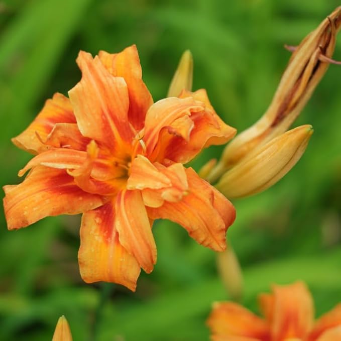 Set 10 Double Orange Daylily Bulbs for Planting, Hardy Perennial Lily Roots for Colorful Summer Blooms