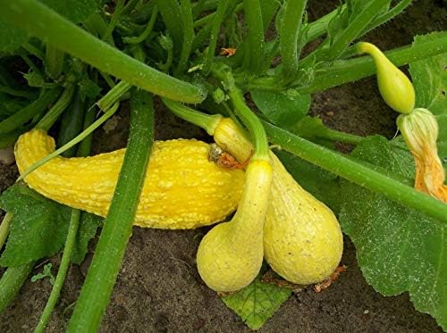 Golden Crookneck Squash Seeds,50 Count COOL BEANS N SPROUTS Brand. Heirloom. Non-GMO. Home Gardening.