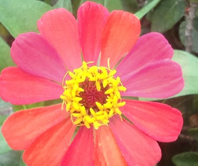 5G Mixed Zinnia Flower Seed Plant