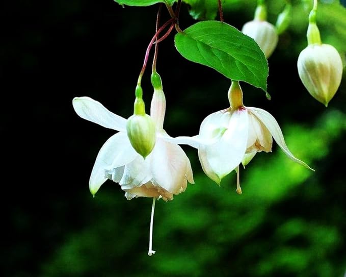 Mixed Fuchsia Flower Seeds Perennial Home Bonsai 100 Pcs Seeds