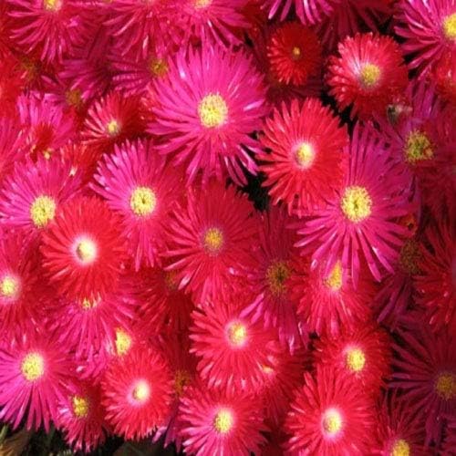 Outsidepride Gelato Red Ice Plant Seeds - 5000 Pcs Perennial, Drought Tolerant Ground Cover Seeds for Planting Vibrant Trailing Blooms, Ideal for Sunny Gardens & Xeriscape Landscaping