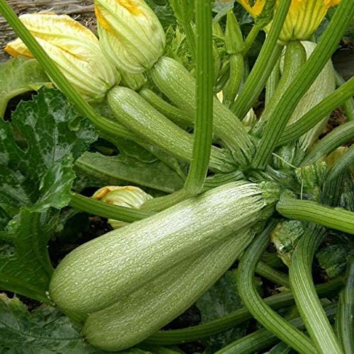 Seeds4planting - Seeds Zucchini Bush Type White Heirloom Vegetable Non GMO