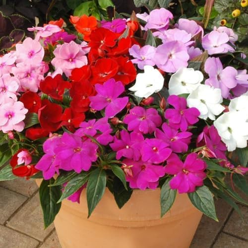 Mixed Impatiens Seeds for Planting - 500 Balsamina Balsam Camellia Impatiens Seeds Annual Flowers for Planting