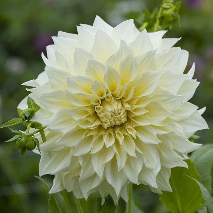 Eden Brothers Dahlia Bulbs - Cafe Au Lait Supreme, Non-GMO Bulbs for Planting, 2 Bulbs | Low-Maintenance Flower Bulbs, Plant During Spring, Zones 8, 9, 10, 11