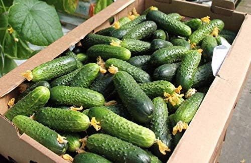 Seeds Vegetable Cucumber Nezhyn Open-Pollinated Heirloom Best for Pickling - 20 Seeds