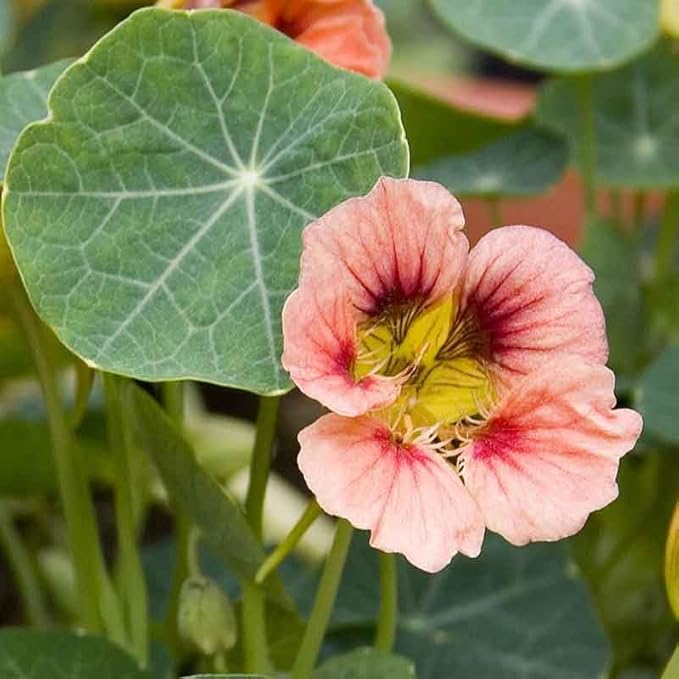 Eden Brothers Nasturtium Seeds - Ladybird Rose