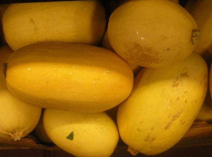 CEMEHA SEEDS - Seeds Zucchini Courgette Squash Spaghetti Yellow Non GMO Vegetable for Planting