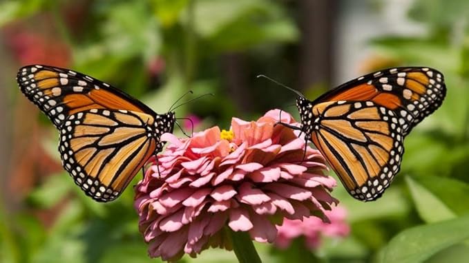 2026 EarlyBird-Sow in Spring/Fall. Mixed Wildflower Seed Attract Bees,Attract Butterflies,Pollinators, for Home Garden&Container Garden(Wildflower Seeds-Hummingbird & Butterfly Mix,5g)