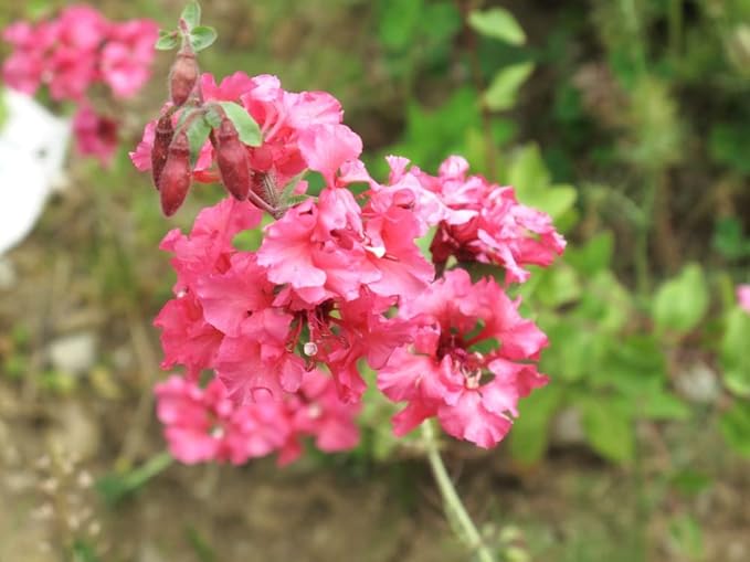 Clarkia Flower Seeds – Elegant Double Light Salmon (Clarkia Unguiculata) – 1000+ Non-GMO Heirloom Seeds, by Isla’s Garden Seeds, Perfect for Home Gardens, Easy to Grow, Beautiful Blooms, Great Gift
