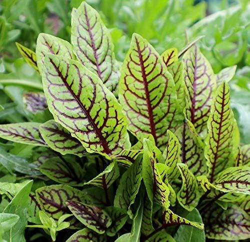 NIKA SEEDS - Seeds Herb Sorrel Bloody Dock Red Veined - 100 Seeds