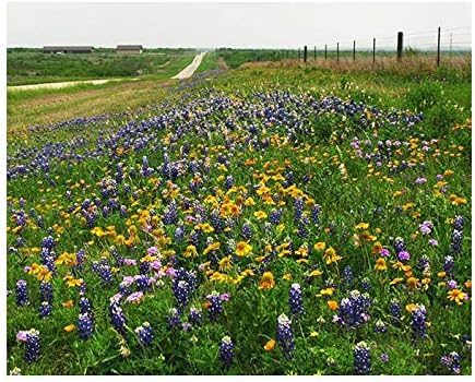 Texas Bluebonnets - Approximately 100 Seeds .1 Oz - Texas State Flower