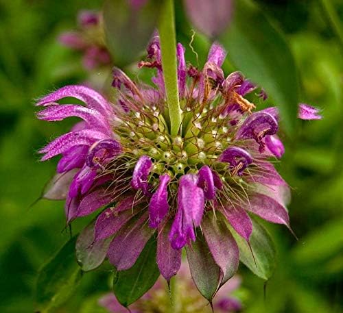 Seeds4planting - Seeds Lemon Bee Balm Monarda Lemon Mint Herbs Non GMO Heirloom
