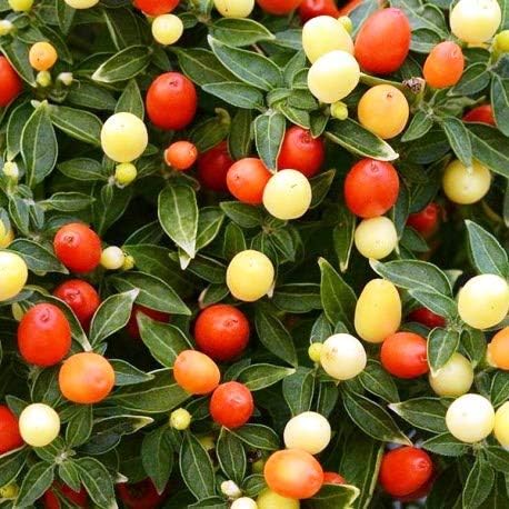 Vegetable Indoor Ornamental Pepper Las Vegas Hot Mix - 30 Seeds