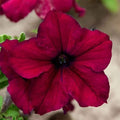 Supercascade Petunia Series Burgandy ~25 Seeds – Large Blooms for Hanging Baskets, Containers & Beds – Annual Flower, Non-GMO, Easy to Grow – Full Sun – Garden Color Mix