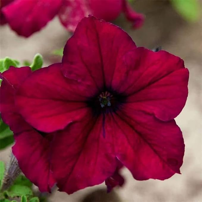 Supercascade Petunia Series Burgandy ~100 Seeds – Large Blooms for Hanging Baskets, Containers & Beds – Annual Flower, Non-GMO, Easy to Grow – Full Sun – Garden Color Mix