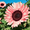 50pcs Non-GMO Pink Sunflower Seeds for Planting - High Germination Rate - Heirloom Flower Variety for Your Beautiful Garden Planting Instructions for Easy Grow - Great Gardening Gifts