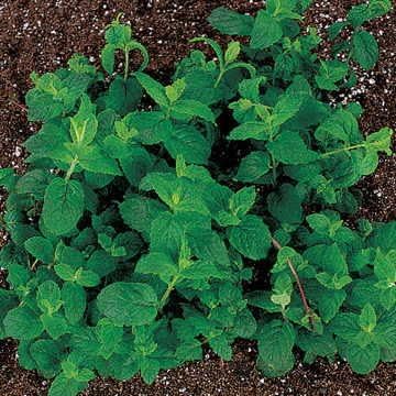 Park Seeds Mint Seeds, Varies of Fragrant Herb and Ornamental Garden Staple, Peppermint, Pack of 100