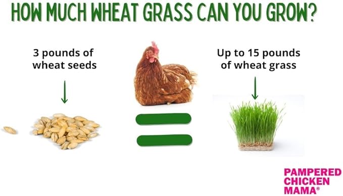 Fodder Seeds for Chickens (3 pounds), Pasture Grass Seed, Wheat Grass Seeds for Growing, Wheat Seeds for Fodder | Pampered Chicken Mama