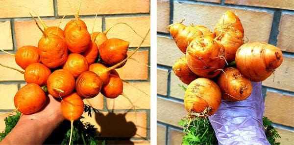 KIRA SEEDS - Seeds Carrot Paris Market - Heirloom Vegetable - GMO Free