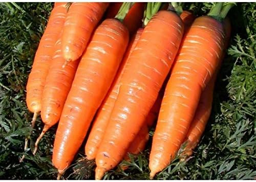 Giant Carrot Seeds Red Vegetable for Planting Giant Non GMO 2000 Seeds