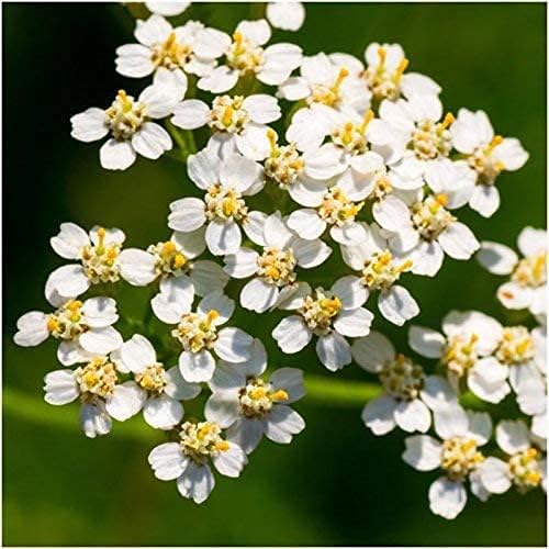 Wildflower Seeds Mixed, Perennial Flower Seeds fo Plating (2 Ounces)