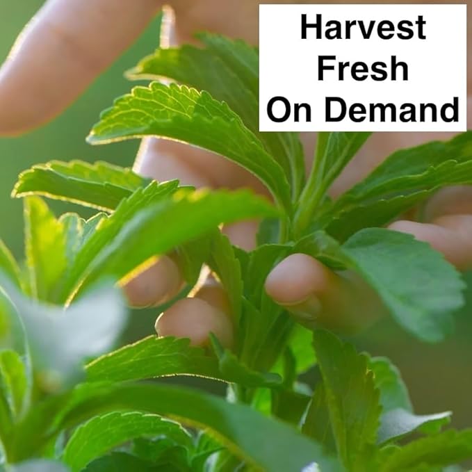 Natural Herbal Live Zero Calorie Sugar Replacement. Stevia Plants. Sweet Leaf, Sugar Leaf, Natural Sugar Substitute Herb, Easy to Grow (2 stevia sacs)