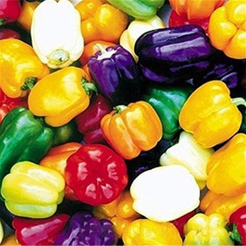Rainbow Sweet Bell Pepper Seed Mix Multicolor Blend 40+ Seeds