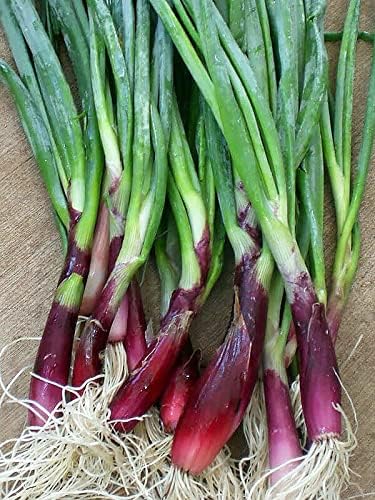 100+ Seeds Red Welsh Onion - Vegetable Red