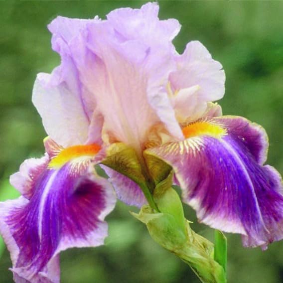 35pcs Mixed Color Rare Heirloom Iris Seeds - Stunning Colors for Your Garden - Uncommon Varieties