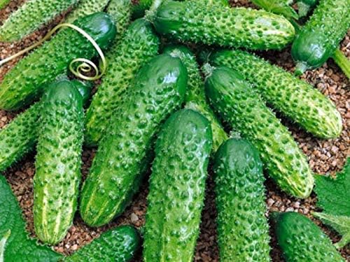 Seeds Cucumber Bush Gift Pickling Open-Pollinating Heirloom Vegetable Non GMO