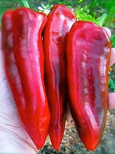 CEMEHA SEEDS - Seeds Giant Sweet Bell Pepper Red Horn Non GMO Vegetable for Planting