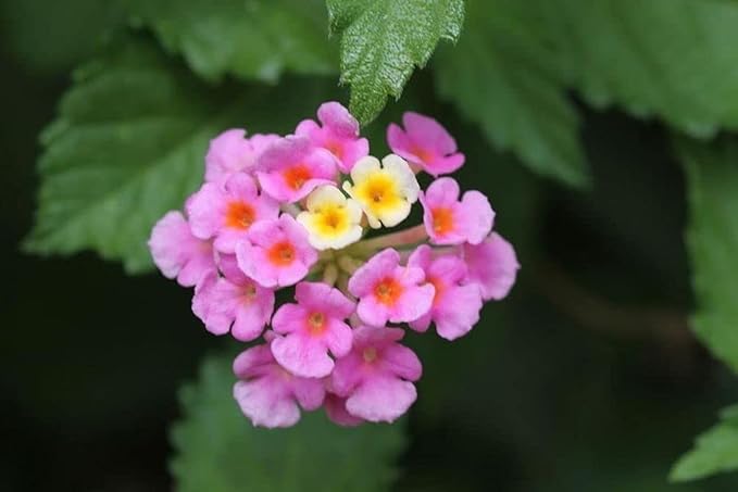 Lantana Mix 100+ Seeds Flowers Planting for Outdoor or Indoor