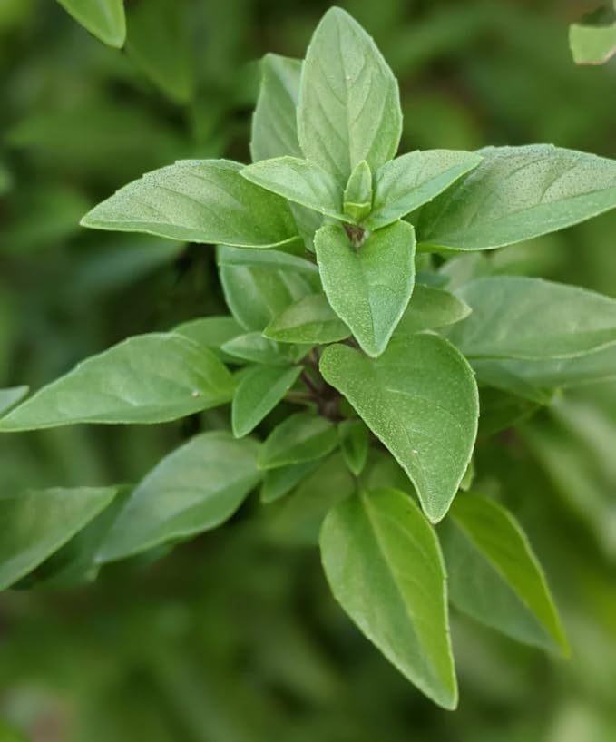 6 Greek Basil Plants for Planting, Sweet Basil Plants Culinary Basil Seedlings Fragrant Herb 3-6 Inch Tall, Ship No Pot