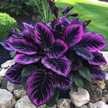 80pcs Caladium Plant Seeds for Palnting, Purple Black Exotic Foliage, Easy to Grow, Ideal for Garden & Indoor Planting