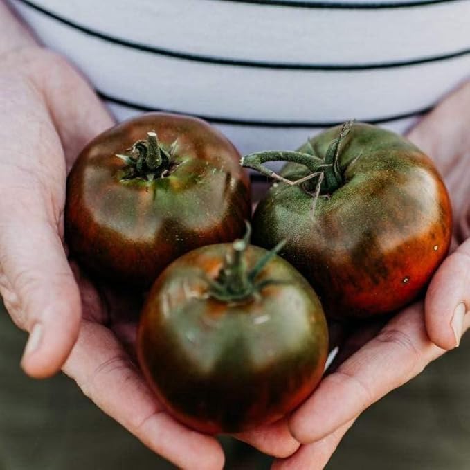 Paul Robeson Heirloom Tomato - 50 Seeds - Heirloom Purple Tomato Variety, Non-GMO Vegetable Seeds for Planting in The Home Garden, Thresh Seed Company