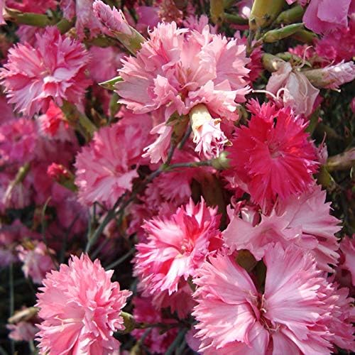Outsidepride Rose Carnation Seeds - 2000 Pcs Biennial, Easy to Grow Flower Seeds for Planting with Fragrant Blooms, Ideal for Pollinators, Cutting Gardens, Bouquets, & Floral Arrangements
