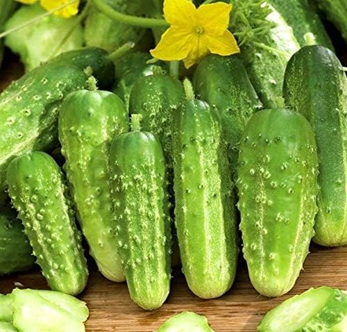 CEMEHA SEEDS Cucumber Titus F1 Vine Open-pollinated Non-GMO Vegetable Heirloom for Planting