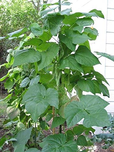 Dirt Goddess Super Seeds ~ Kentucky Wonder Pole Beans (1 LB) Bulk Non GMO