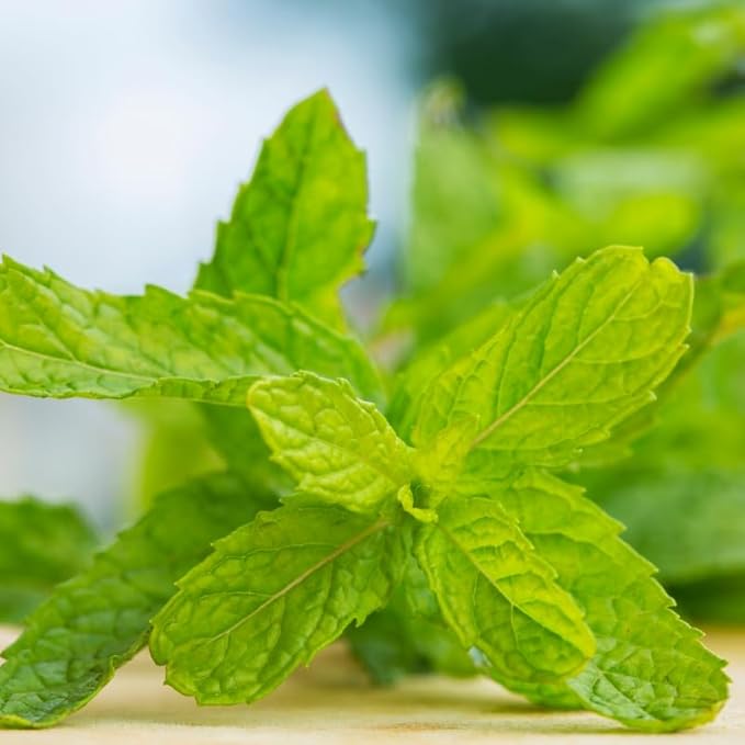 Peppermint Mint Plants Live Indoors Outdoors, Fresh Herb Mint Plant, Live Peppermint Plant, Peppermint Plants for Outside Inside, Potted Mint