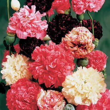 Park Seed Poppy Flower Plant Seeds, Easy to Grow, Perfect for Spring Garden, Peony Mix, Pack of 100