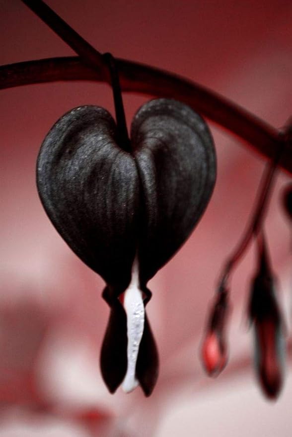 20 Pcs Bleeding Heart Seeds Dicentra Spectabilis Shade Flower Garden Spring Flowering