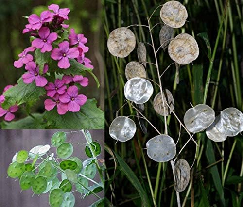 Seeds4planting - Seeds Silver Dollar Money Plant (Lunaria Biennis) Biennial Flowers Non GMO