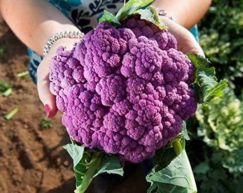 Seeds Vegetable Cauliflower Purple Cabbage - 100 Seeds