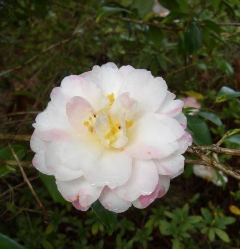 100 Mixed Colors Double Camellia Impatiens (Balsam/Lady Slipper/Touch Me Not) Impatiens Balsamina Flower Seeds