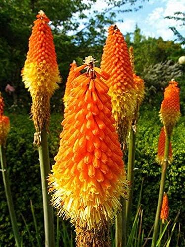 Seeds Fire Dance Red Hot Poker Perennial Flowers
