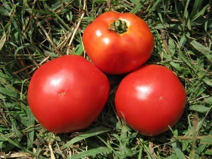 Tomato Marglobe Heirloom Garden Vegetable by Seed Kingdom BULK 1 OZ Seeds