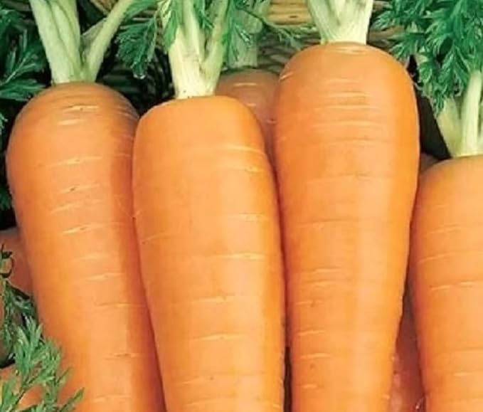 750 Danvers Carrot Seeds for Planting Non GMO Heirloom Seeds Fresh Vegetable Garden Seed