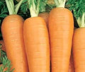 750 Danvers Carrot Seeds for Planting Non GMO Heirloom Seeds Fresh Vegetable Garden Seed